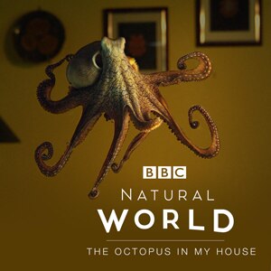 Natural World: The Octopus in My House